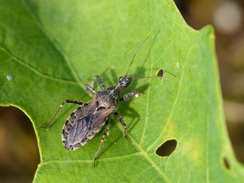 Réf. 206 939 : Coranus sp.